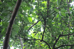 Alophoixus bres bres