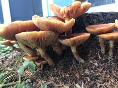 Gymnopilus
