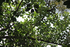 Pycnonotus goiavier