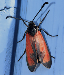 Zygaena erythrus