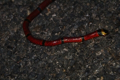 Micrurus diastema