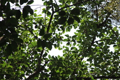 Pycnonotus goiavier
