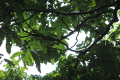 Alophoixus bres bres