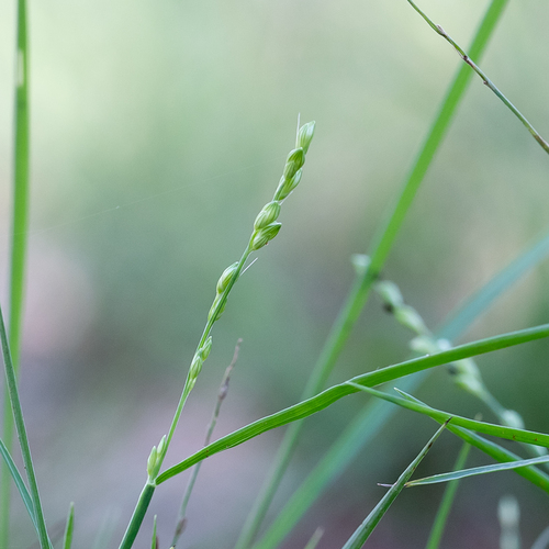 Graceful Panic Grass (Setaria brownii)