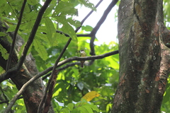 Alophoixus bres bres