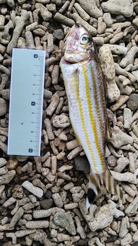 Upeneus vittatus observed 2025-03-08