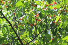 Magnoliopsida