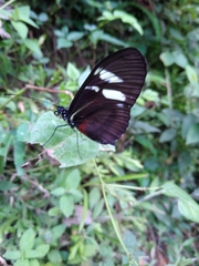 Heliconius cydno