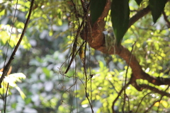 Aegithina tiphia
