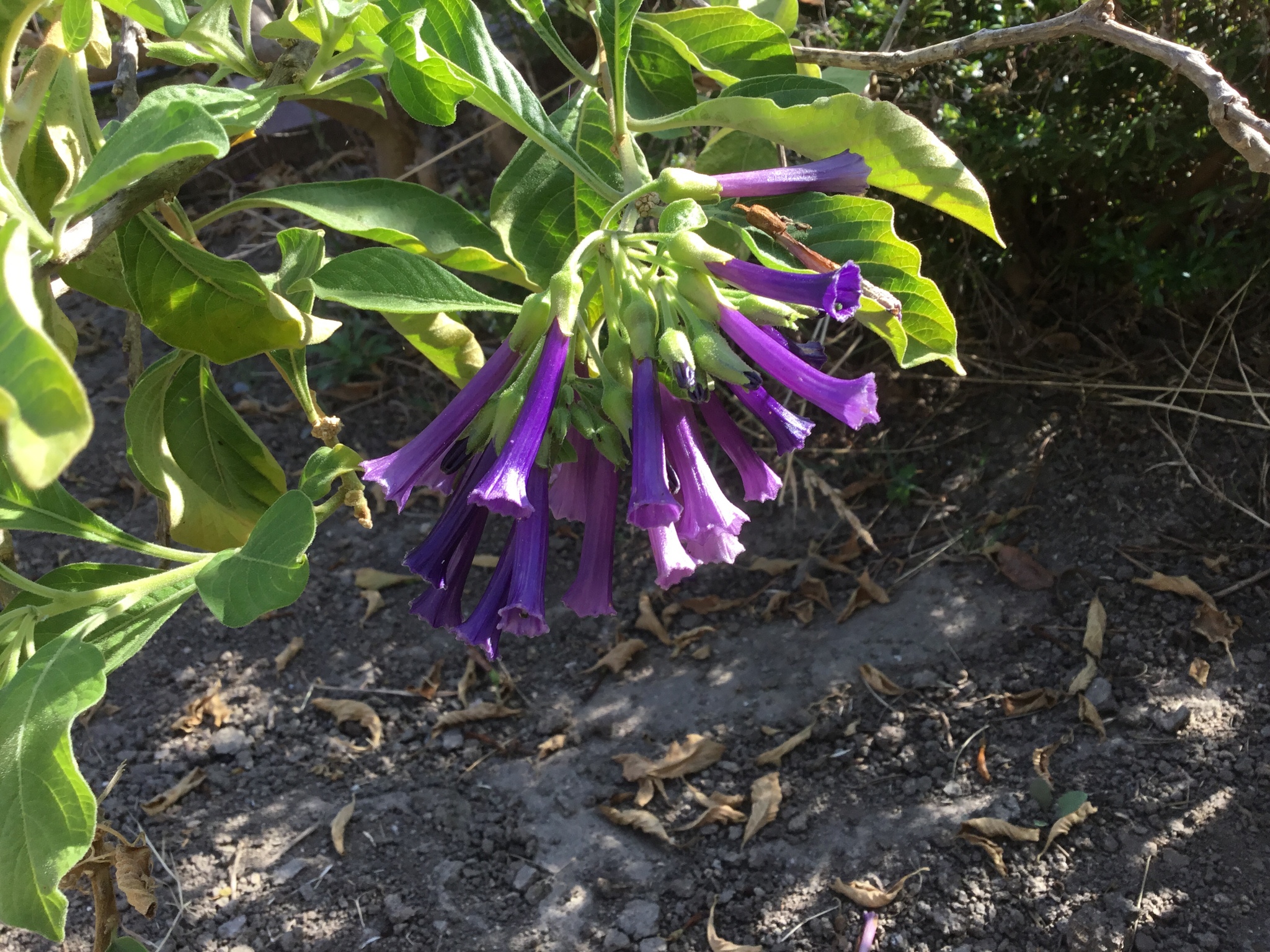 Iochroma cyaneum