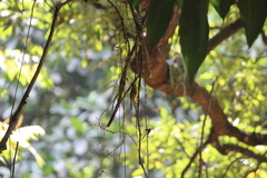 Aegithina tiphia