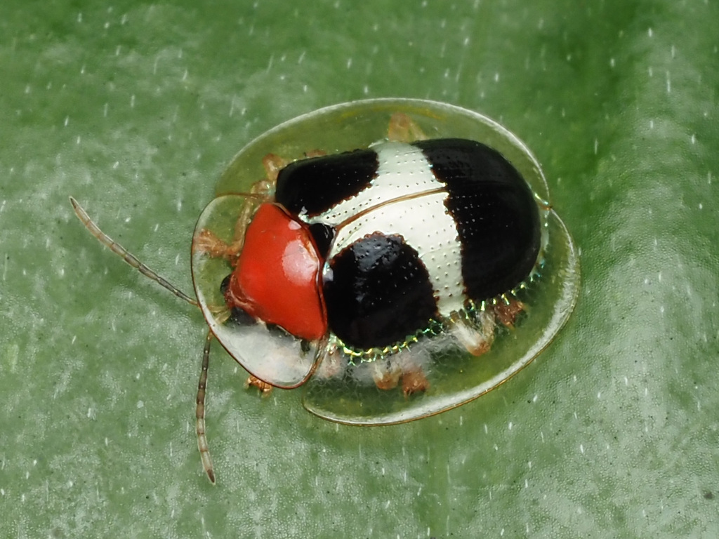 Charidotis aurofasciata