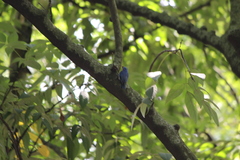 Sitta frontalis velata