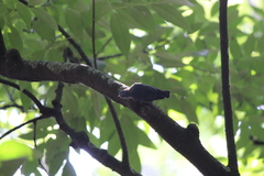 Sitta frontalis velata