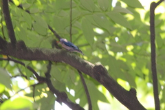 Sitta frontalis velata
