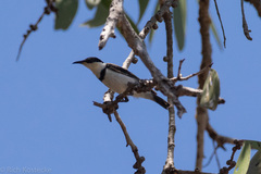 Cissomela pectoralis