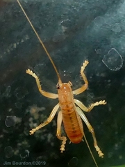 Camptonotus carolinensis