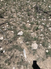 Eriogonum havardii