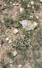 Eriogonum havardii