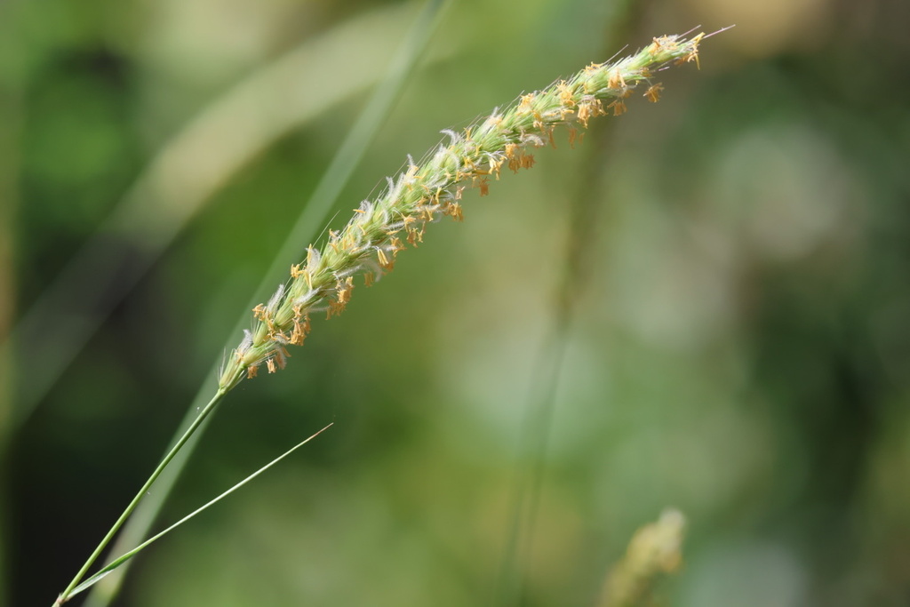 Beffelgrass buffelgrass from North Ward, Koolpinyah, NT, AU on March 8, 2025 at 10: ...