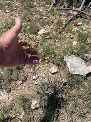 Eriogonum havardii