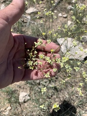 Eriogonum havardii
