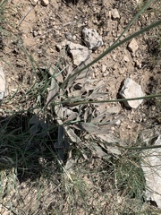 Eriogonum havardii