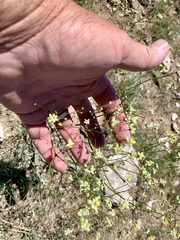 Eriogonum havardii