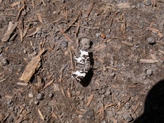 Rheumaptera hastata