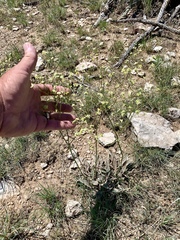 Eriogonum havardii