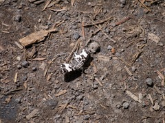 Rheumaptera hastata