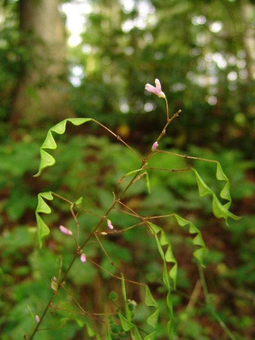 Desmodium nudiflorum