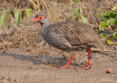 Pternistis afer cranchii