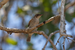 Ramsayornis modestus