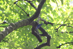 Sitta frontalis velata