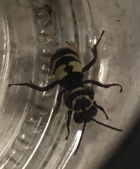 Triepeolus remigatus
