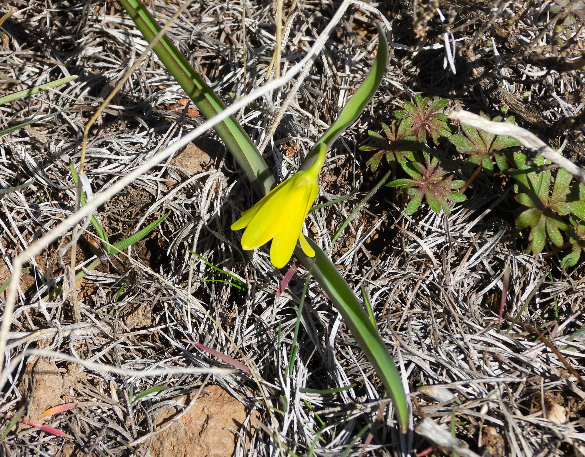 Imagem de Fritillaria pudica não possui um nome popular amplamente reconhecido no Brasil
