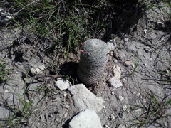 Mammillaria haageana haageana