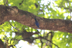 Sitta frontalis velata