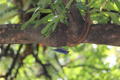 Sitta frontalis velata