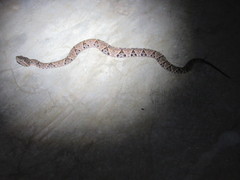 Bothrops asper