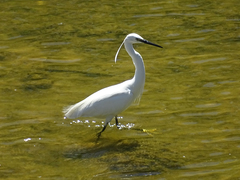 Egretta garzetta