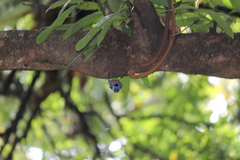 Sitta frontalis velata