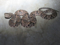 Bothrops asper