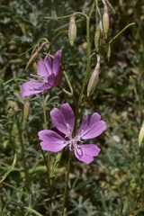 Clarkia biloba ssp. brandegeeae