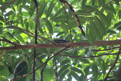Sitta frontalis velata