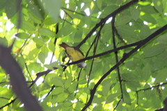 Alophoixus bres bres