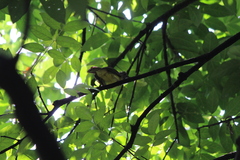 Alophoixus bres bres