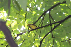 Alophoixus bres bres