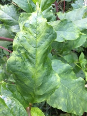 Pokeweed mosaic virus